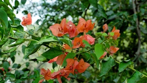 Orange Beautiful Flowers Stock-Footage 73794735