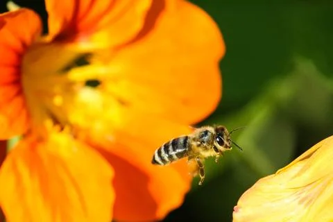 An orange bee fly with pollen pollinates a yellow nasturtium flower Foto stock
