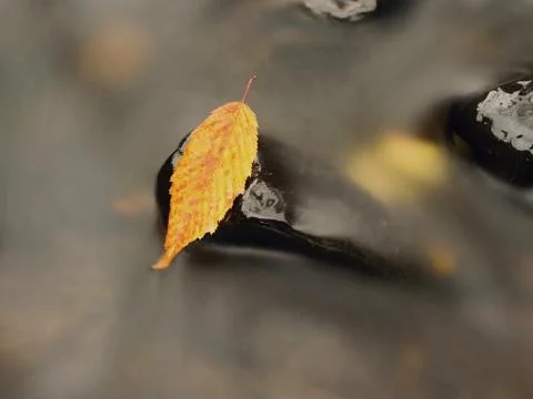 Orange beech leaf on dark slippery stone in cold water. Stock Photos