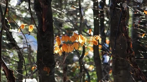 Orange beech leaves against the backdrop of falling snow in sunny weather, sl Stock Footage 318841191