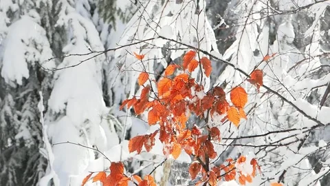 Orange beech leaves against falling snow on a sunny day, slow motion Stock Footage 316491242