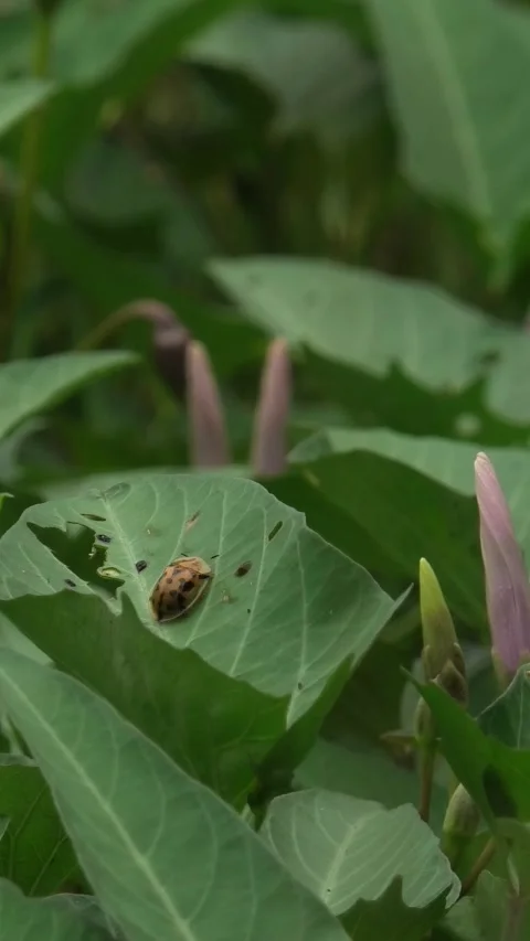 Orange Beetle Ladybug On A Leaf Video stock 308063628