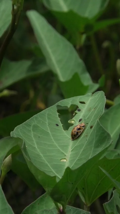 Orange Beetle Ladybug On A Leaf Stock Footage 308063650