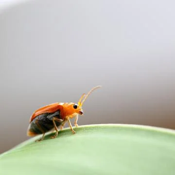 Orange Beetle Stock Photos
