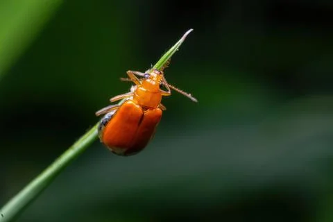 Orange beetle standing on green grass Stock Photos