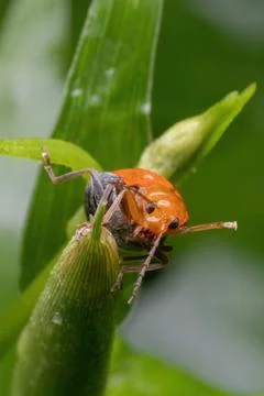 A orange beetle standing on green leaf Stock Photos
