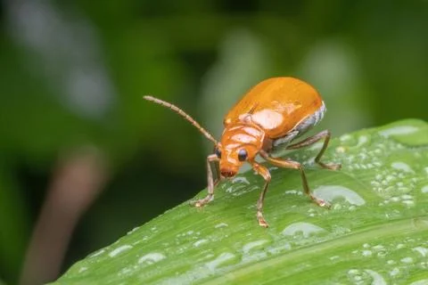 A orange beetle standing on green leaf Foto stock