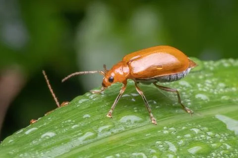 A orange beetle standing on green leaf Stock Photos