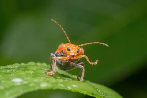 A orange beetle standing on green leaf Stock Photos