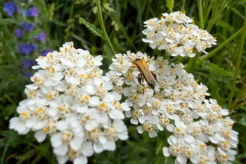 Orange Beetle on White Yarrow Stockfoto's