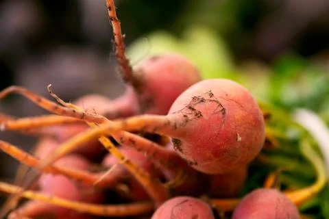 Orange Beets Stock-Fotos