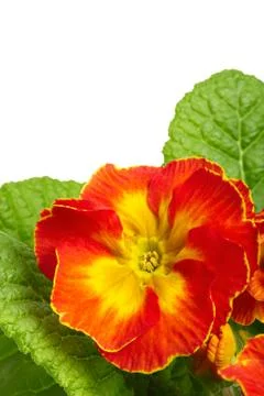 Orange begonia Stock Photos