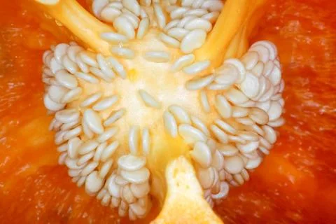 Orange bell pepper in the macro section 스톡 사진