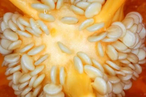 Orange bell pepper in the macro section Stock-Fotos