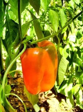 Orange Bell Pepper Stock Photos