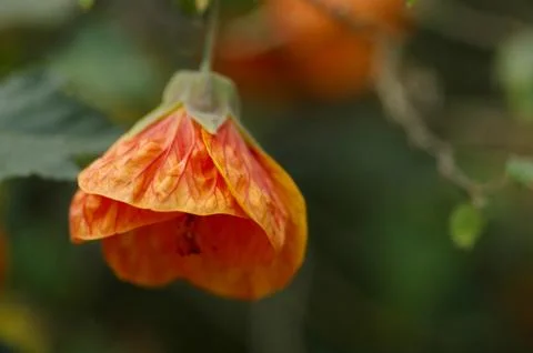 Orange Bell Stock Photos