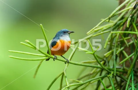 Orange-bellied Flowerpecker in winter season. Stock Photos