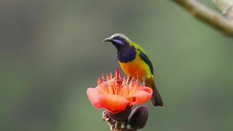 Orange-bellied Leafbird Perched on a Blooming Red Flower in the Forest. Vídeo Stock 328633100