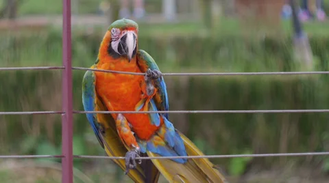 Orange-bellied Parrot climbing down Video stock 34481920