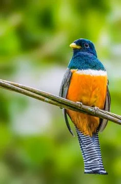 Orange-bellied Trogon perched on a tree in Costa RIca Stock Photos