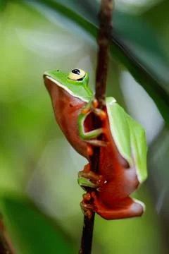 Orange Belly Tree Frog on a Branch in New Taipei City, Taiwan. Stock Photos