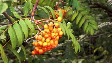 Orange berries on the bushes Video stock 254081911