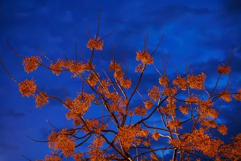 Orange berries on dark tree branches against night sky Stock Photos