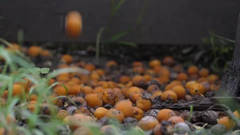 Orange berries falling from tree - Slow motion FHD Stock Footage 272508057