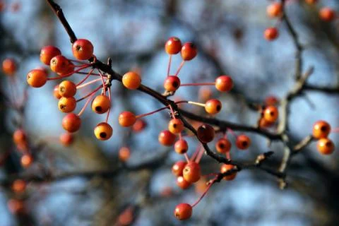 Orange Berries on Leafless Branches Stock Photos