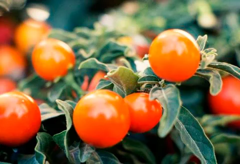 Orange berries 写真素材