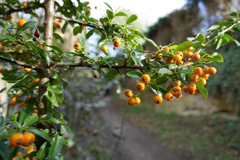 Orange berries Stock Photos