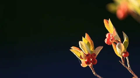 Orange berries on tree with copy space and shallow DOF Stock Footage 96362811