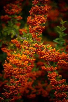 Orange berries on a tree Stock Photos