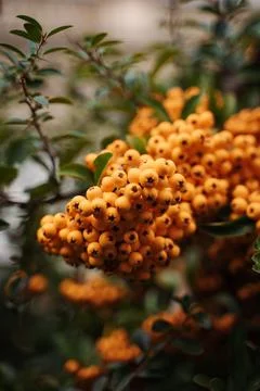 Orange berries on a tree Foto stock