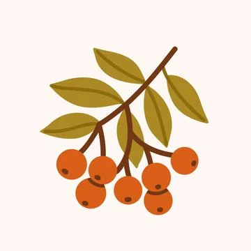 Orange Berry Branch Flat Vector Illustration Stock Illustration