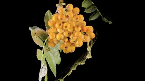 Orange berry cluster with translucent sap filaments trailing from damaged stems  Stock Footage 339766858