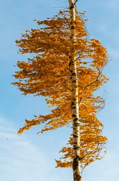 Orange birch tree Stock Photos