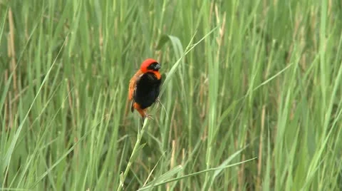 Orange bird in grass - HD Stock Footage 22360865