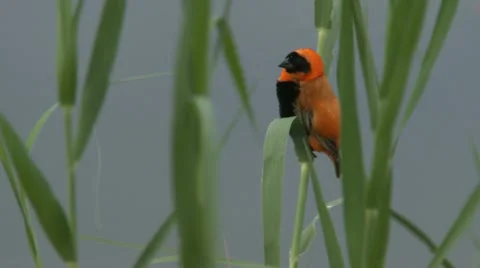 Orange bird by the lake - HD Stock Footage 22360247