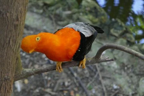 Orange Bird Stock Photos