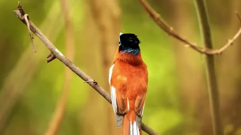 Orange Bird Portrait Stock Footage 323143535