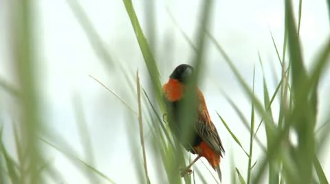 Orange bird in tree - HD Stock Footage 22362066