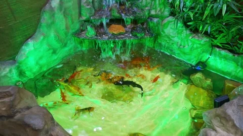 Orange, black, and white koi carp fish swim together in a green-tinted pond Stock Footage 345287679