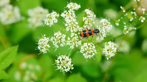Orange black beetle collecting nectar. Stockbeeldmateriaal 11532793