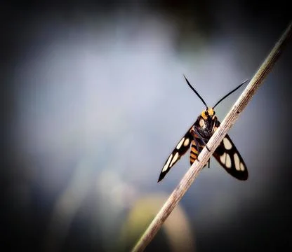 Orange Black Moth on Twig Macro Stock Photos