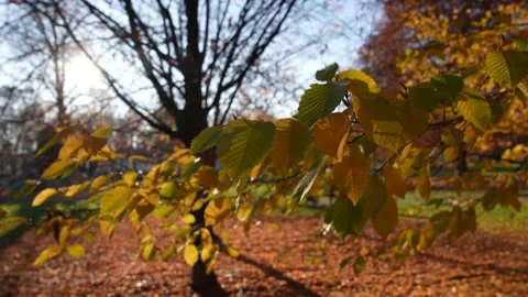 Orange Blätter im Herbst 库存影片 212009833