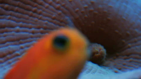 Orange Blenny Stock Footage 268588