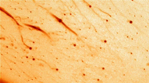 Orange Blood 库存影片 105180