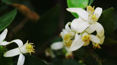 Orange Bloom on Orange Tree Stock Footage 61143654