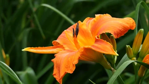 Orange Blooming Daylily 스톡 동영상 242533814